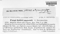 Pyrenopeziza ebuli image
